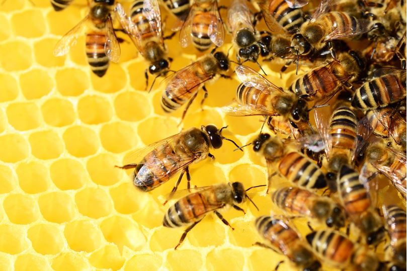 honey-anyone-a-strategic-look-at-the-people-numbers.